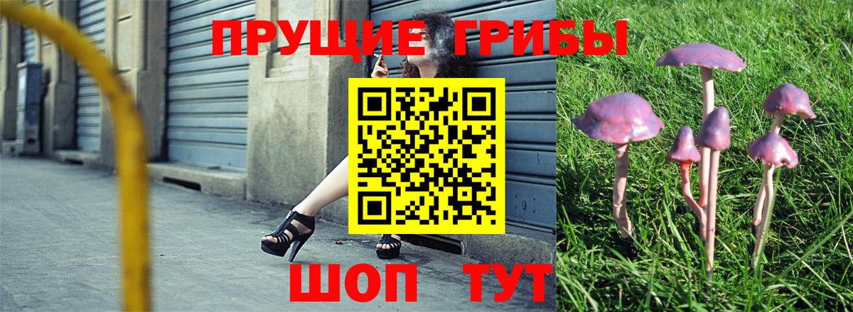 Псилоцибиновые грибы Psilocybe Десногорск